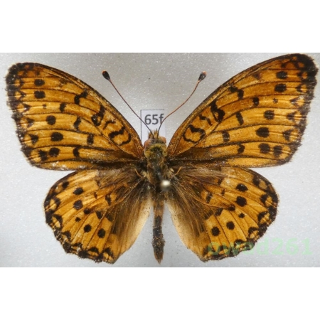 Argynnis aglaja (Linnaeus, 1758) Poland65f